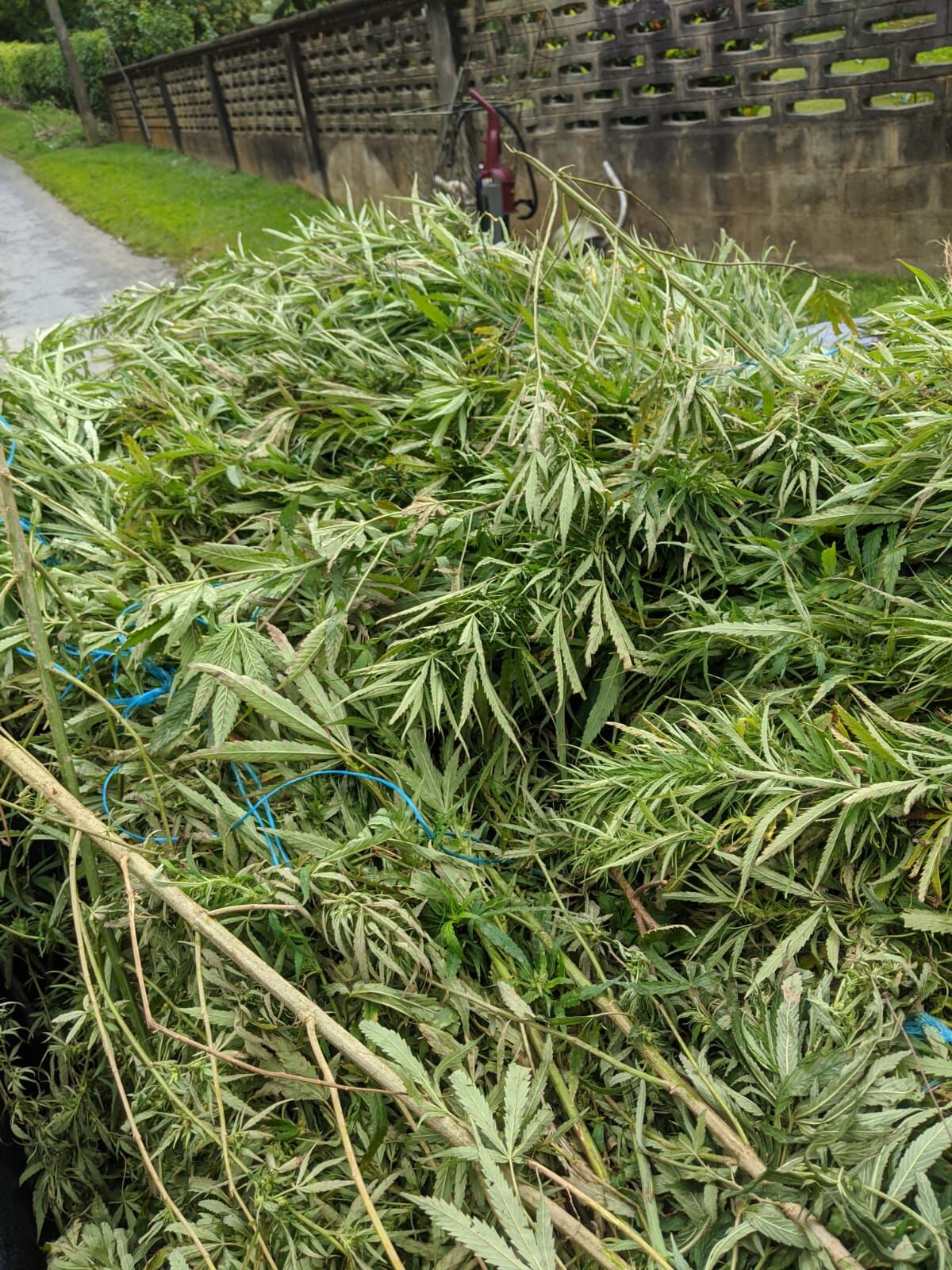 TT 5 MILLION Marijuana Find 27102020 C.jpeg